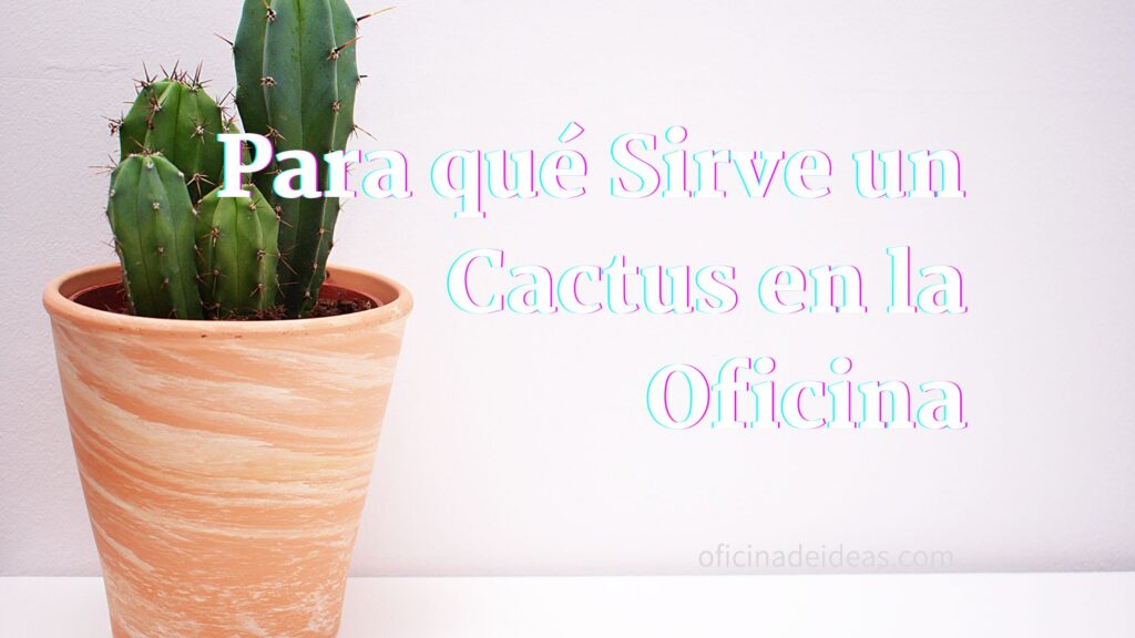 Para qué Sirve un Cactus en la Oficina